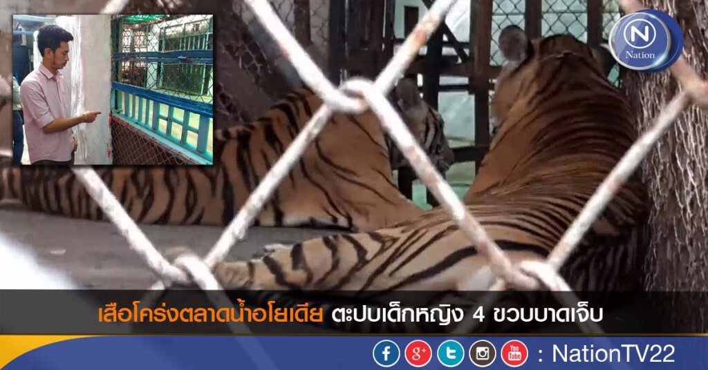เสือโคร่งตลาดน้ำอโยเดีย ตะปบเด็กหญิง 4 ขวบบาดเจ็บ