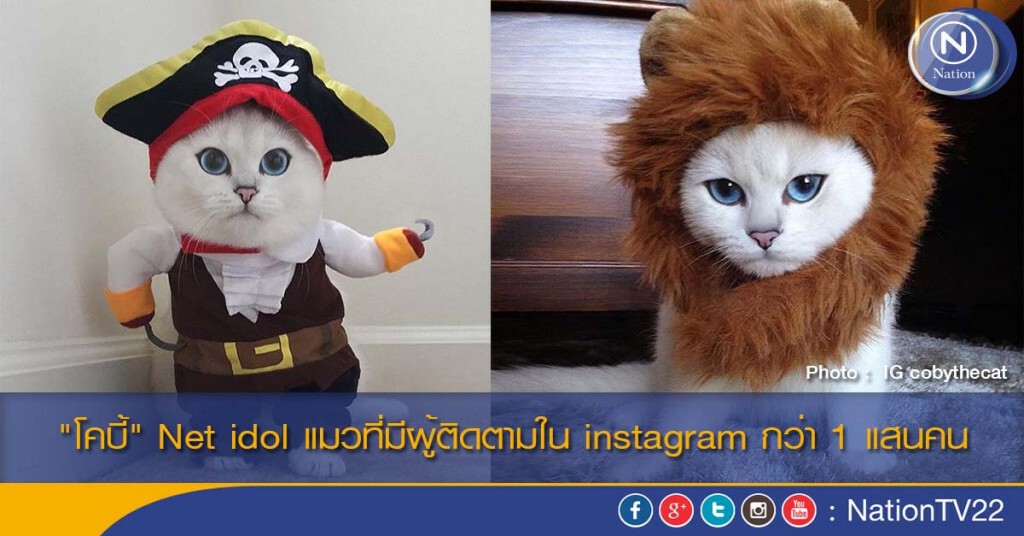 "โคบี้" Net idol แมวที่มีผู้ติดตามใน instagram กว่า 1 แสนคน "โคบี้" Net idol แมวที่มีผู้ติดตามใน instagram กว่า 1 แสนคน