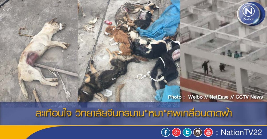 สะเทือนใจ วิทยาลัยจีนทรมาน"หมา"ศพเกลื่อนดาดฟ้า สะเทือนใจ วิทยาลัยจีนทรมาน"หมา"ศพเกลื่อนดาดฟ้า