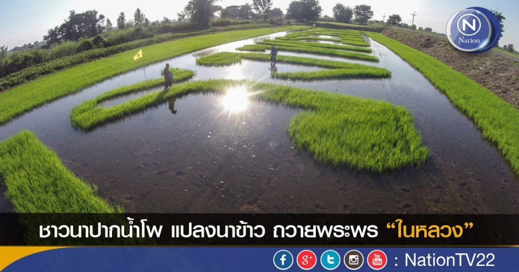 ชาวนาปากน้ำโพ แปลงนาข้าว ถวายพระพร"ในหลวง"