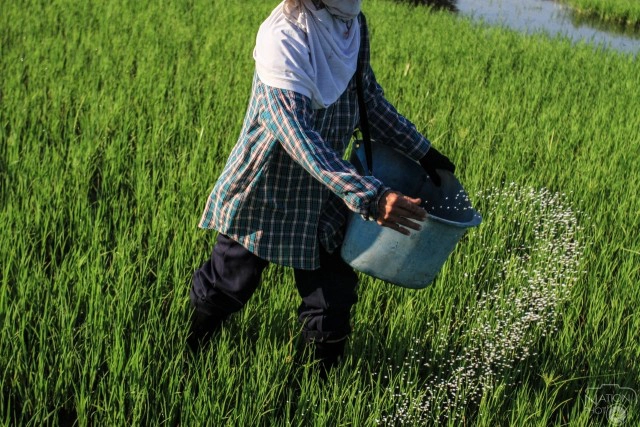 ชาวนาปากน้ำโพ แปลงนาข้าว ถวายพระพร"ในหลวง"