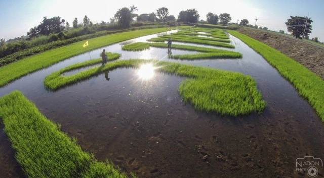 ชาวนาปากน้ำโพ แปลงนาข้าว ถวายพระพร"ในหลวง"