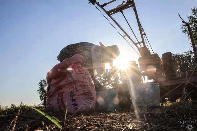 ชาวนาปากน้ำโพ แปลงนาข้าว ถวายพระพร"ในหลวง"