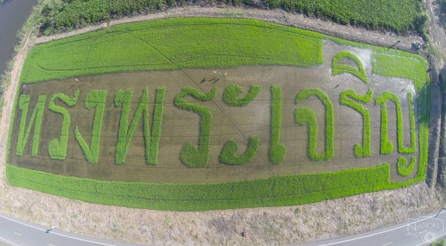 ชาวนาปากน้ำโพ แปลงนาข้าว ถวายพระพร"ในหลวง"