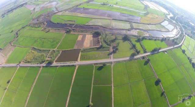 ชาวนาปากน้ำโพ แปลงนาข้าว ถวายพระพร"ในหลวง"