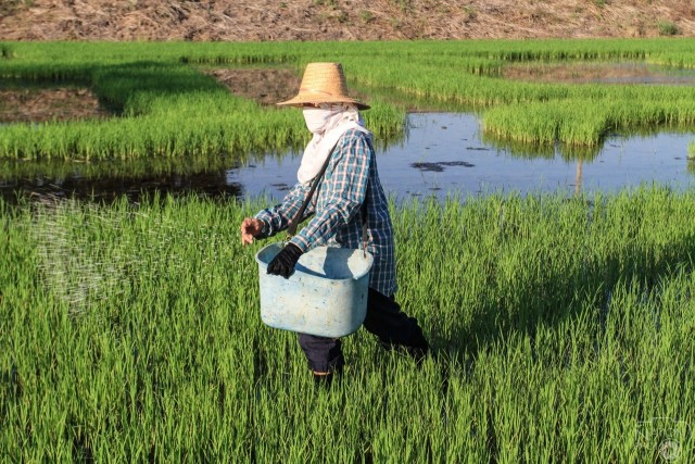 ชาวนาปากน้ำโพ แปลงนาข้าว ถวายพระพร"ในหลวง"