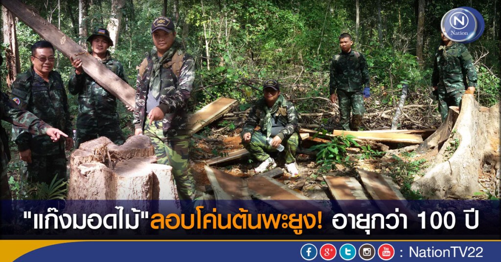"แก๊งมอดไม้"ลอบโค่นต้นพะยูง! อายุกว่า 100 ปี บนดงหลวง "แก๊งมอดไม้"ลอบโค่นต้นพะยูง! อายุกว่า 100 ปี บนดงหลวง