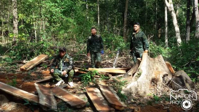 "แก๊งมอดไม้"ลอบโค่นต้นพะยูง! อายุกว่า 100 ปี บนดงหลวง