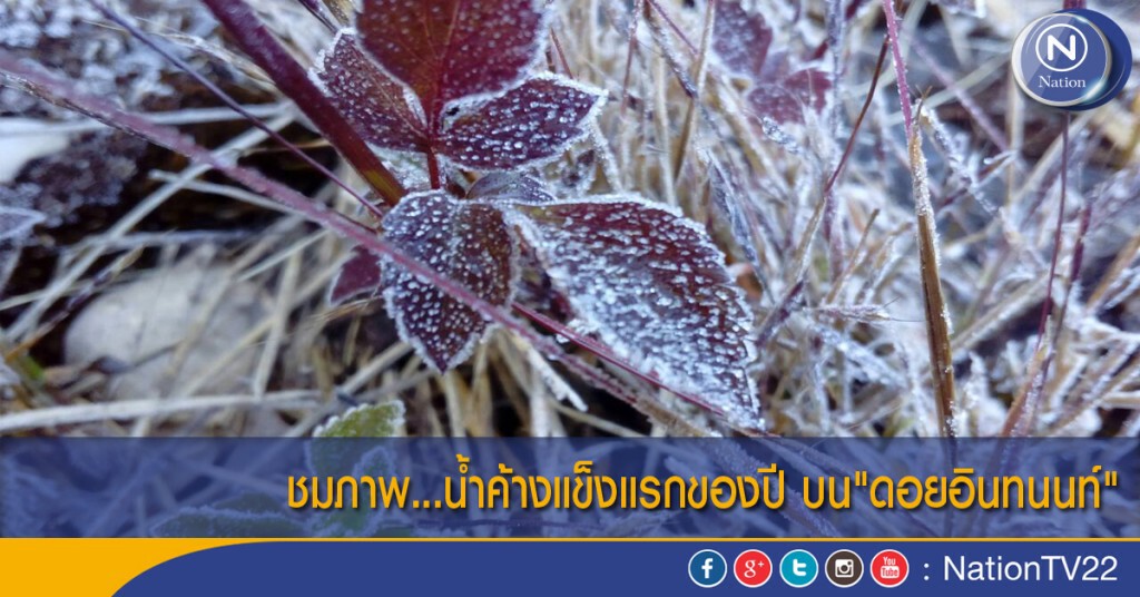ชมภาพ...น้ำค้างแข็งแรกของปีบน"ดอยอินทนนท์" ชมภาพ...น้ำค้างแข็งแรกของปีบน"ดอยอินทนนท์"