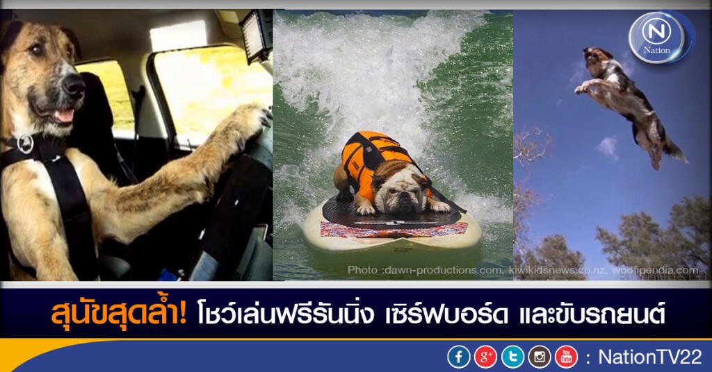 สุนัขสุดล้ำ! โชว์เล่นฟรีรันนิ่ง เซิร์ฟบอร์ด  และขับรถยนต์