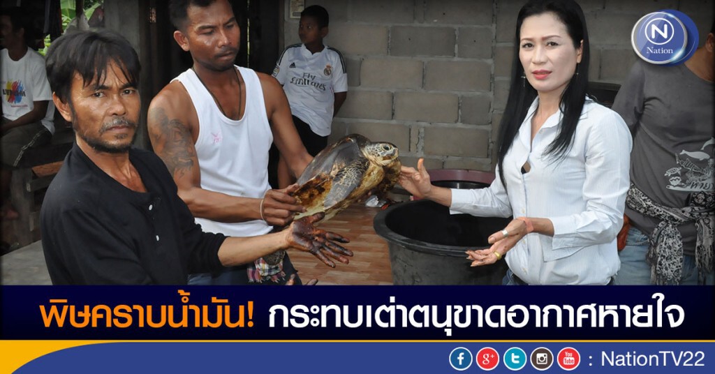 พิษคราบน้ำมัน! กระทบเต่าตนุขาดอากาศหายใจ พิษคราบน้ำมัน! กระทบเต่าตนุขาดอากาศหายใจ