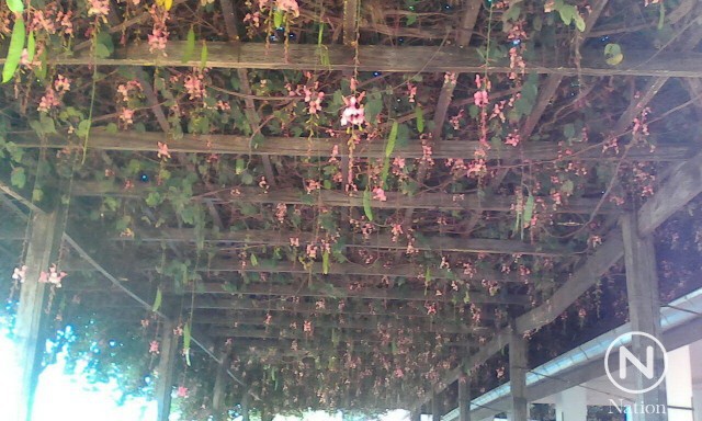 ชมหมอกสวย ดอกไม้งาม ณ สวนพฤกษศาสตร์"บ้านร่มเกล้าหนาว"