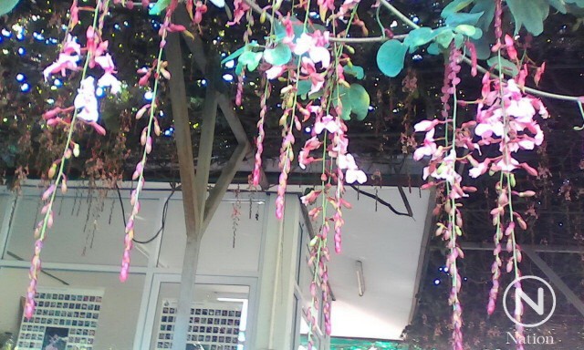 ชมหมอกสวย ดอกไม้งาม ณ สวนพฤกษศาสตร์"บ้านร่มเกล้าหนาว"