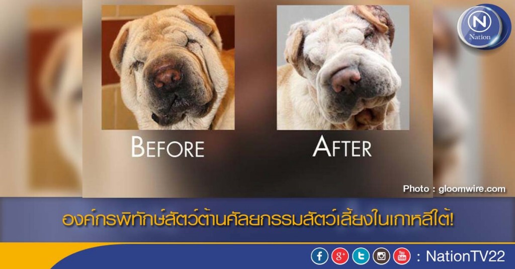 องค์กรพิทักษ์สัตว์ต้านศัลยกรรมสัตว์เลี้ยงในเกาหลีใต้!