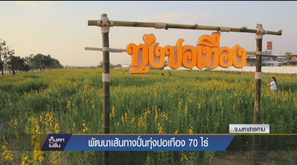 พัฒนาเส้นทางปั่นทุ่งปอเทือง 70 ไร่ พัฒนาเส้นทางปั่นทุ่งปอเทือง 70 ไร่