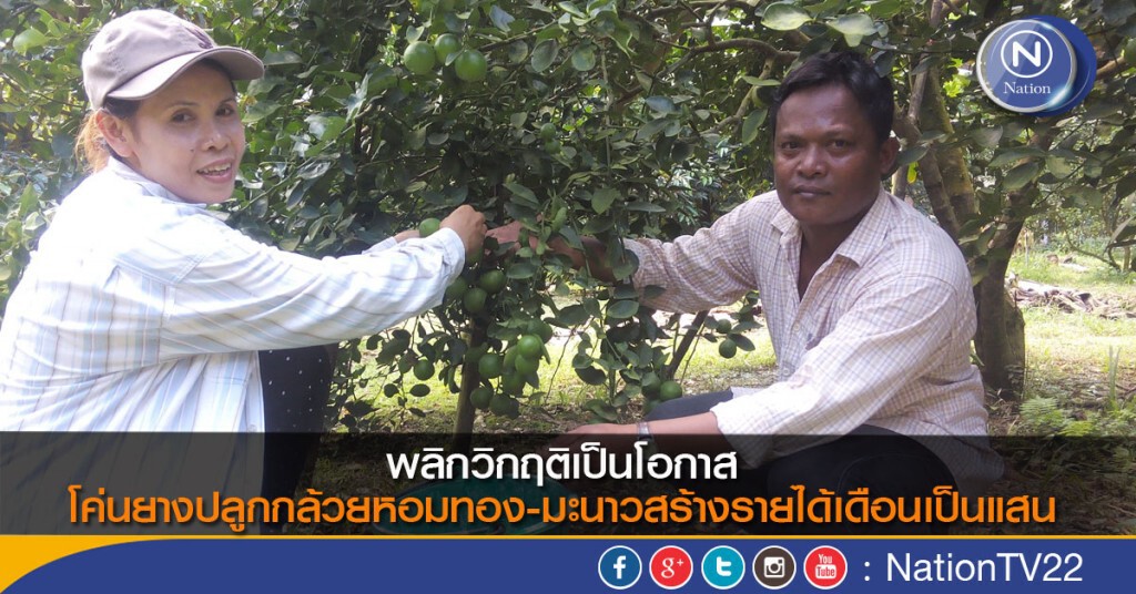พลิกวิกฤติเป็นโอกาส
โค่นยางปลูกกล้วยหอมทอง-มะนาวสร้างรายได้เดือนเป็นแสน พลิกวิกฤติเป็นโอกาส
โค่นยางปลูกกล้วยหอมทอง-มะนาวสร้างรายได้เดือนเป็นแสน