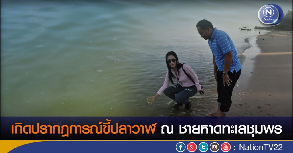 เกิดปรากฎการณ์ขี้ปลาวาฬ ณ ชายหาดทะเลชุมพร เกิดปรากฎการณ์ขี้ปลาวาฬ ณ ชายหาดทะเลชุมพร