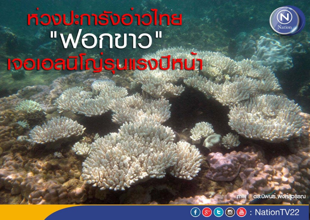 ห่วงปะการังอ่าวไทย "ฟอกขาว" เจอเอลนิโญ่รุนแรงปีหน้า