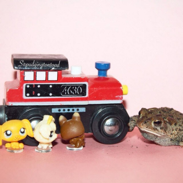 "Sir Pudgington" คางคกพิการ ขวัญใจชาวเน็ต