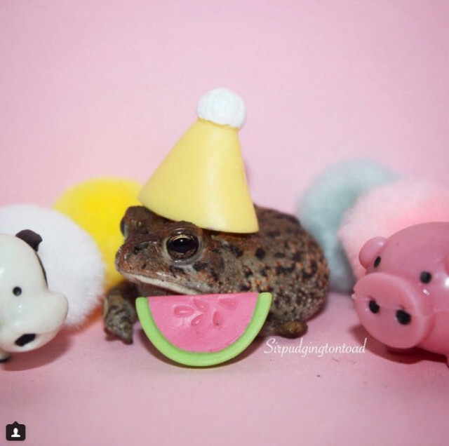 "Sir Pudgington" คางคกพิการ ขวัญใจชาวเน็ต