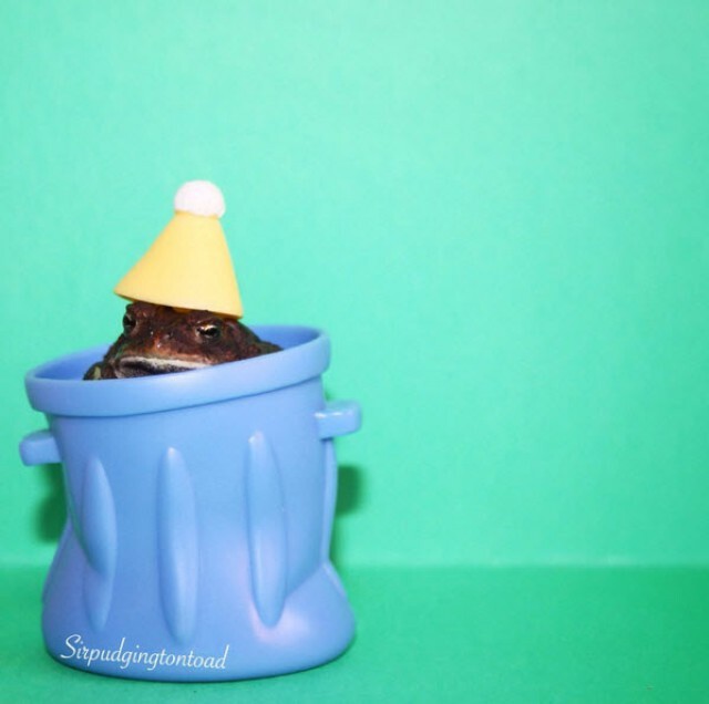 "Sir Pudgington" คางคกพิการ ขวัญใจชาวเน็ต