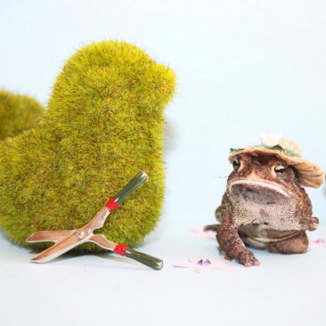 "Sir Pudgington" คางคกพิการ ขวัญใจชาวเน็ต
