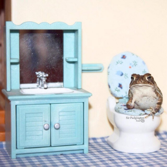 "Sir Pudgington" คางคกพิการ ขวัญใจชาวเน็ต
