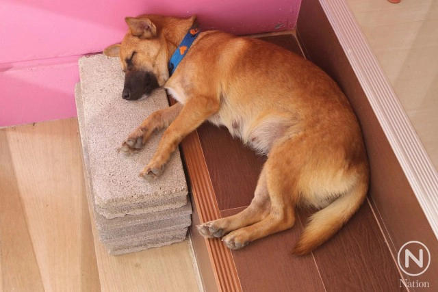 โร่แจ้งความ "คนข่มขืนหมา"  ตำรวจมึน! ไม่รู้ตั้งข้อหาอะไร