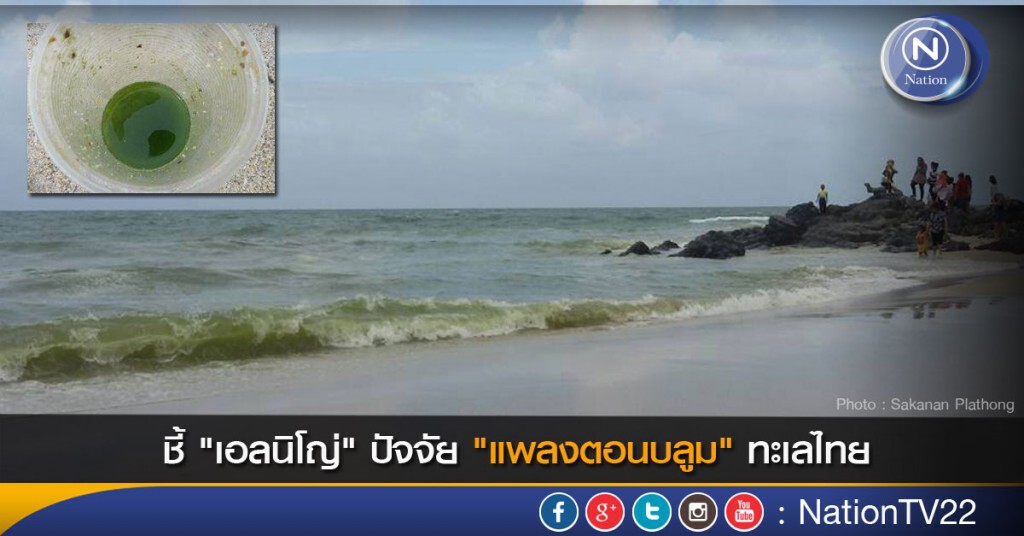 ชี้..."เอลนิโญ่" ปัจจัย "แพลงตอนบลูม" ทะเลไทย ชี้..."เอลนิโญ่" ปัจจัย "แพลงตอนบลูม" ทะเลไทย