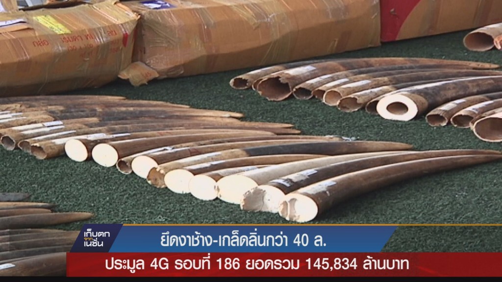 18-12-58 ยึดงาช้างเกล็ดลิ่นกว่า 40 ล้าน 18-12-58 ยึดงาช้างเกล็ดลิ่นกว่า 40 ล้าน
