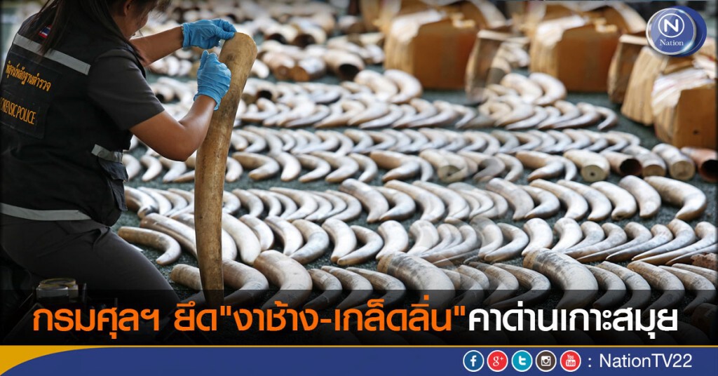 กรมศุลฯ ยึด"งาช้าง-เกล็ดลิ่น"คาด่านเกาะสมุย