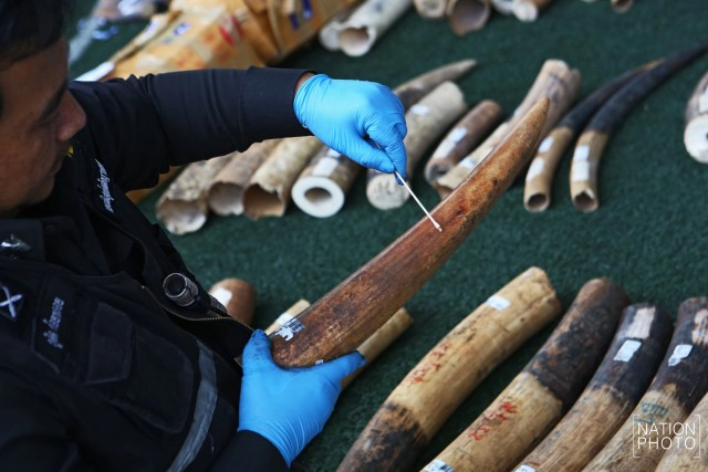 กรมศุลฯ ยึด"งาช้าง-เกล็ดลิ่น"คาด่านเกาะสมุย