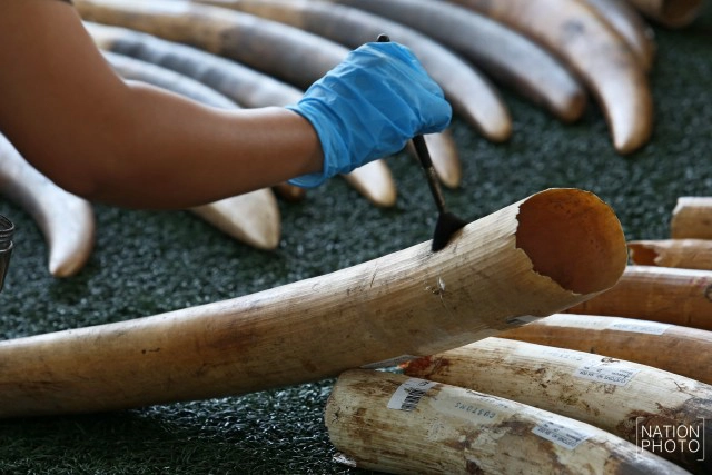 กรมศุลฯ ยึด"งาช้าง-เกล็ดลิ่น"คาด่านเกาะสมุย