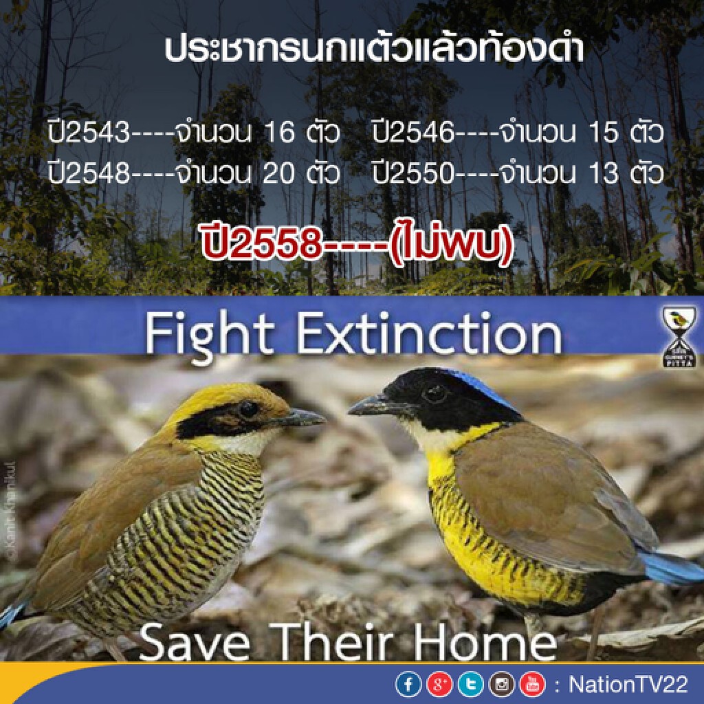ประกาศ " นกแต้วแล้วท้องดำ" เสี่ยงบัญชีสัตว์สูญพันธุ์อันดับหนึ่ง ประกาศ " นกแต้วแล้วท้องดำ" เสี่ยงบัญชีสัตว์สูญพันธุ์อันดับหนึ่ง