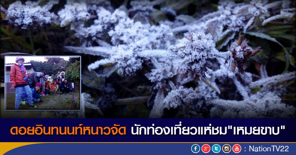 ดอยอินทนนท์หนาวจัด นักท่องเที่ยวแห่ชม"เหมยขาบ" ดอยอินทนนท์หนาวจัด นักท่องเที่ยวแห่ชม"เหมยขาบ"