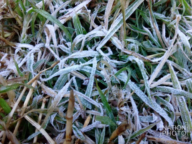 ดอยอินทนนท์หนาวจัด นักท่องเที่ยวแห่ชม"เหมยขาบ"