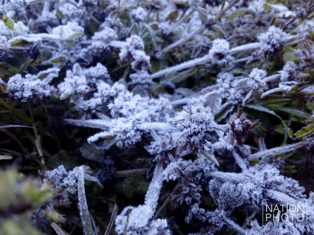 ดอยอินทนนท์หนาวจัด นักท่องเที่ยวแห่ชม"เหมยขาบ"