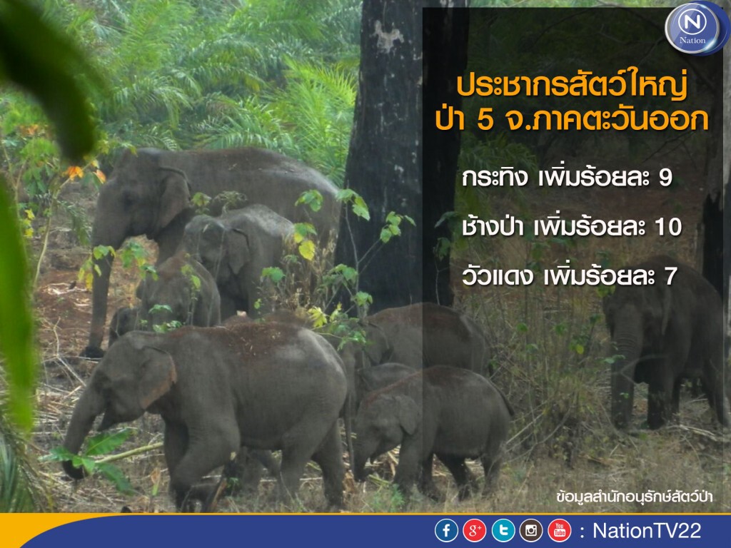 สำรวจพบช้าง-กระทิง-วัวแดง "เพิ่ม"ป่าตะวันออก สำรวจพบช้าง-กระทิง-วัวแดง "เพิ่ม"ป่าตะวันออก