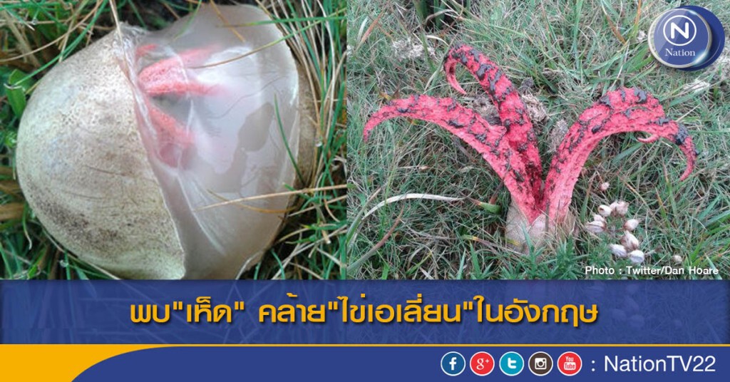 พบ"เห็ด" คล้าย"ไข่เอเลี่ยน"ในอังกฤษ