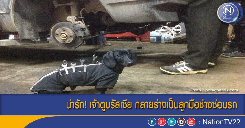 น่ารัก! เจ้าตูบรัสเซีย กลายร่างเป็นลูกมือช่างซ่อมรถ น่ารัก! เจ้าตูบรัสเซีย กลายร่างเป็นลูกมือช่างซ่อมรถ