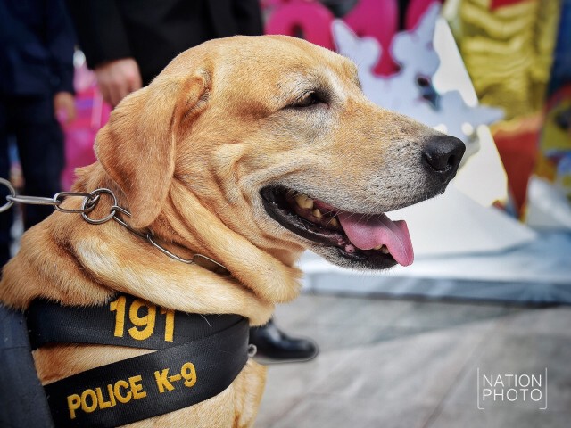 ชื่นชมพลสุนัขตำรวจ (สี่ขา) K-9 ขอเซลฟี่เพียบ