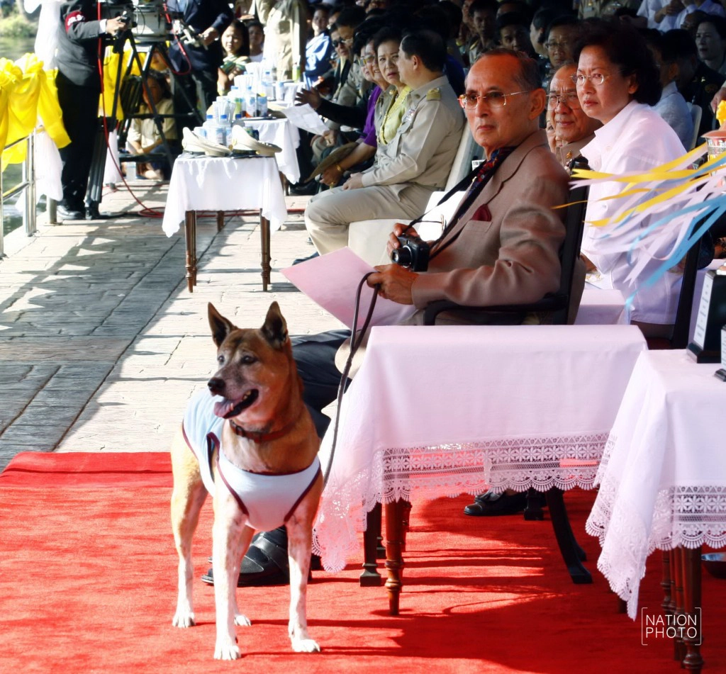 "คุณทองแดง" จาก "สุนัขกลางถนน" สู่ "สุนัขประจำรัชกาล"