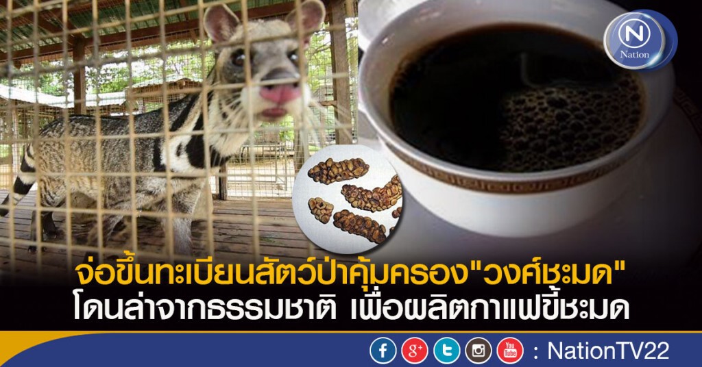 จ่อขึ้นทะเบียนสัตว์ป่าคุ้มครอง"วงศ์ชะมด"  โดนล่าจากธรรมชาติเพื่อผลิตกาแฟขี้ชะมด
