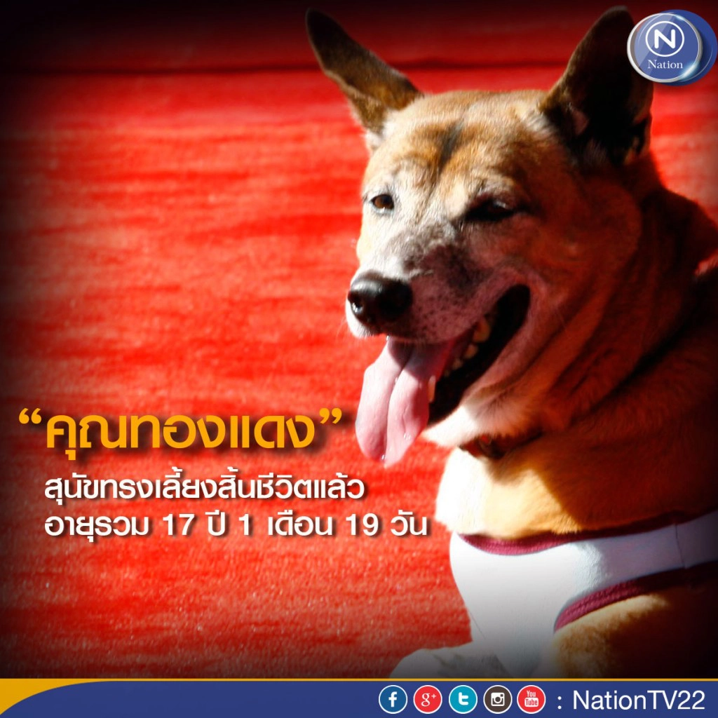 คุณทองแดง สุนัขทรงเลี้ยงในพระเจ้าอยู่หัว สิ้นชีวิตแล้ว