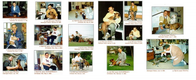 "คุณทองแดง" จาก "สุนัขกลางถนน" สู่ "สุนัขประจำรัชกาล"