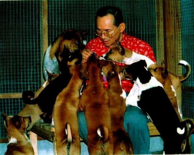 "คุณทองแดง" จาก "สุนัขกลางถนน" สู่ "สุนัขประจำรัชกาล"