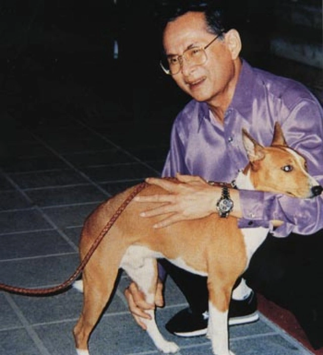 "คุณทองแดง" จาก "สุนัขกลางถนน" สู่ "สุนัขประจำรัชกาล"