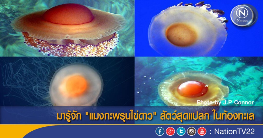 มารู้จัก "แมงกะพรุนไข่ดาว" สัตว์สุดแปลก ในท้องทะเล
