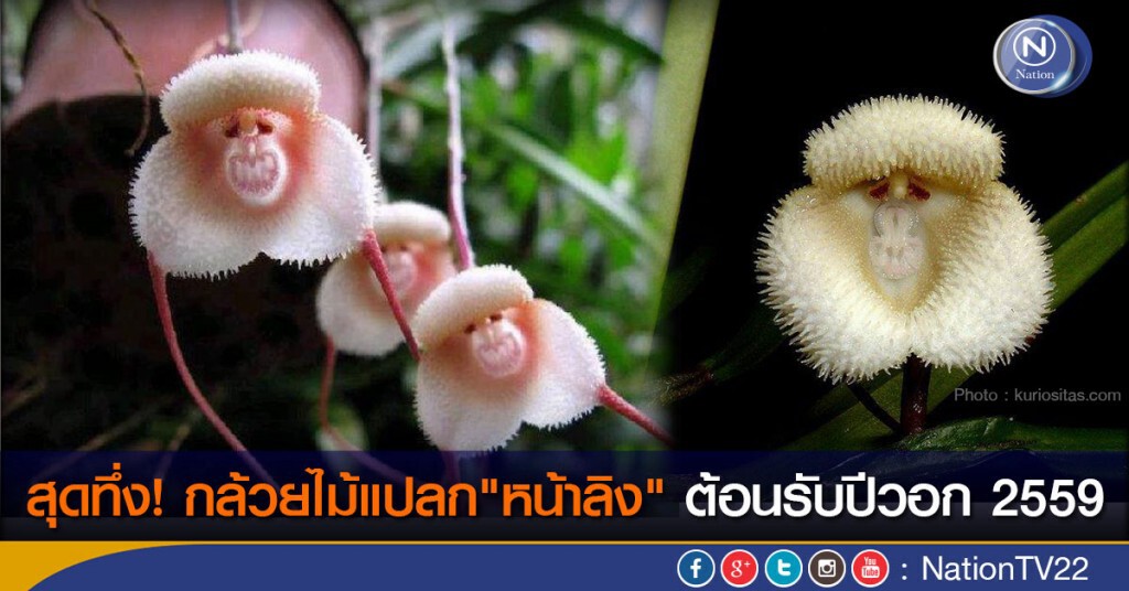 สุดทึ่ง! กล้วยไม้แปลก"หน้าลิง" ต้อนรับปีวอก 2559
