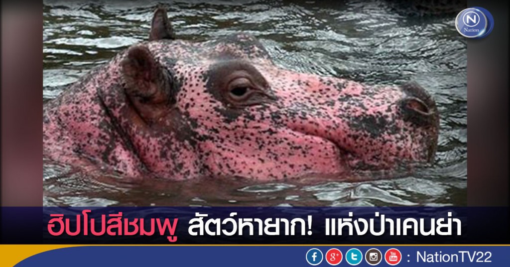 ฮิปโปสีชมพู สัตว์หายาก! แห่งป่าเคนย่า ฮิปโปสีชมพู สัตว์หายาก! แห่งป่าเคนย่า
